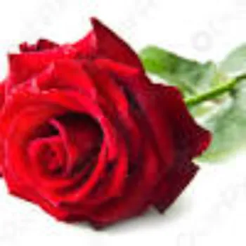 Red Rose Flower